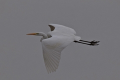 Ardea alba