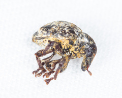 Omophorus