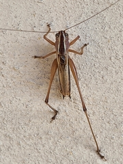 Conocephalus albescens