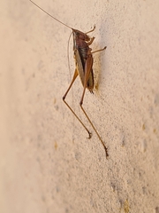 Conocephalus albescens