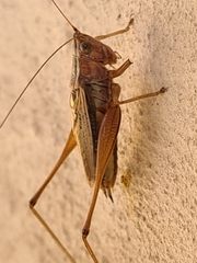 Conocephalus albescens