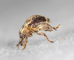 Omophorus