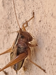 Conocephalus albescens