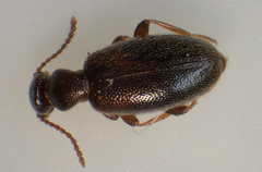 Omonadus formicarius