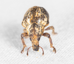 Omophorus