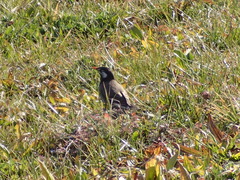 Spodiopsar cineraceus