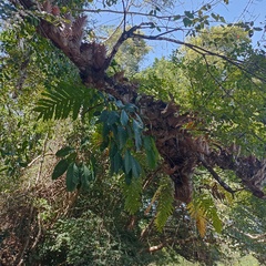 Drynaria quercifolia