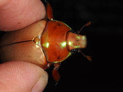 Anoplognathus viriditarsis