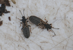 Ischnodemus sabuleti