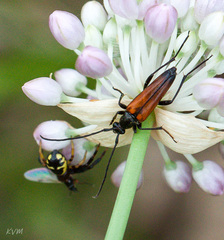 Synema globosum