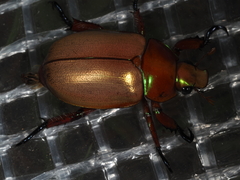 Anoplognathus viriditarsis