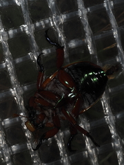 Anoplognathus viriditarsis