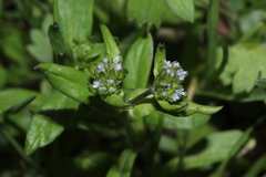 Valerianella locusta