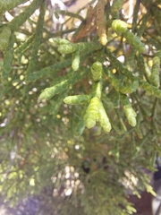 Athrotaxis cupressoides