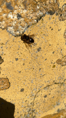 Eristalis tenax