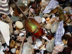 Anoplognathus viridiaeneus