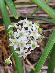 Allium sativum