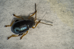 Aphthona
