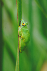 Hyperolius tuberilinguis