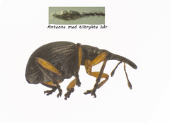 Protapion apricans