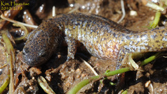 Hynobius notialis