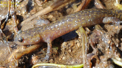 Hynobius notialis