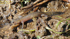 Hynobius notialis