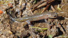 Hynobius notialis