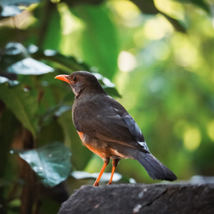 Turdus libonyana