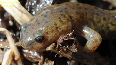 Hynobius notialis