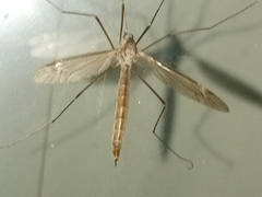 Tipulinae