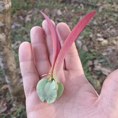 Dipterocarpus alatus