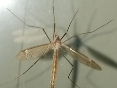 Tipulinae