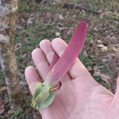 Dipterocarpus alatus