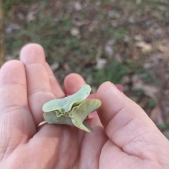 Dipterocarpus alatus