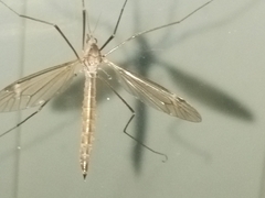 Tipulinae