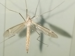 Tipulinae