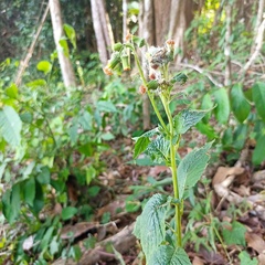 Crassocephalum crepidioides