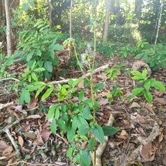 Crassocephalum crepidioides