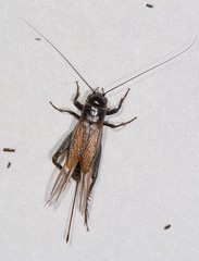 Teleogryllus commodus