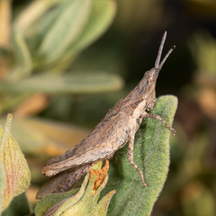 Pyrgomorpha conica