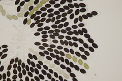 Sordaria macrospora