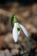 Galanthus nivalis