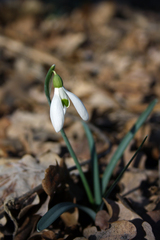 Galanthus nivalis