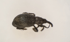 Ischnopterapion loti