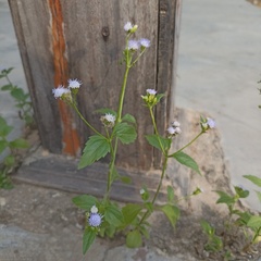 Ageratum conyzoides