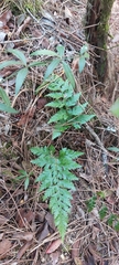 Asplenium onopteris