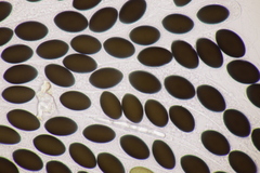 Sordaria macrospora