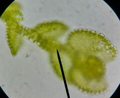 Microlejeunea ulicina