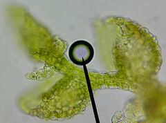 Microlejeunea ulicina